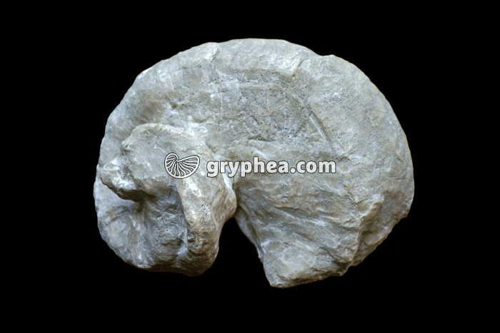 Requienia ammonia (rudiste)  - gryphea.com